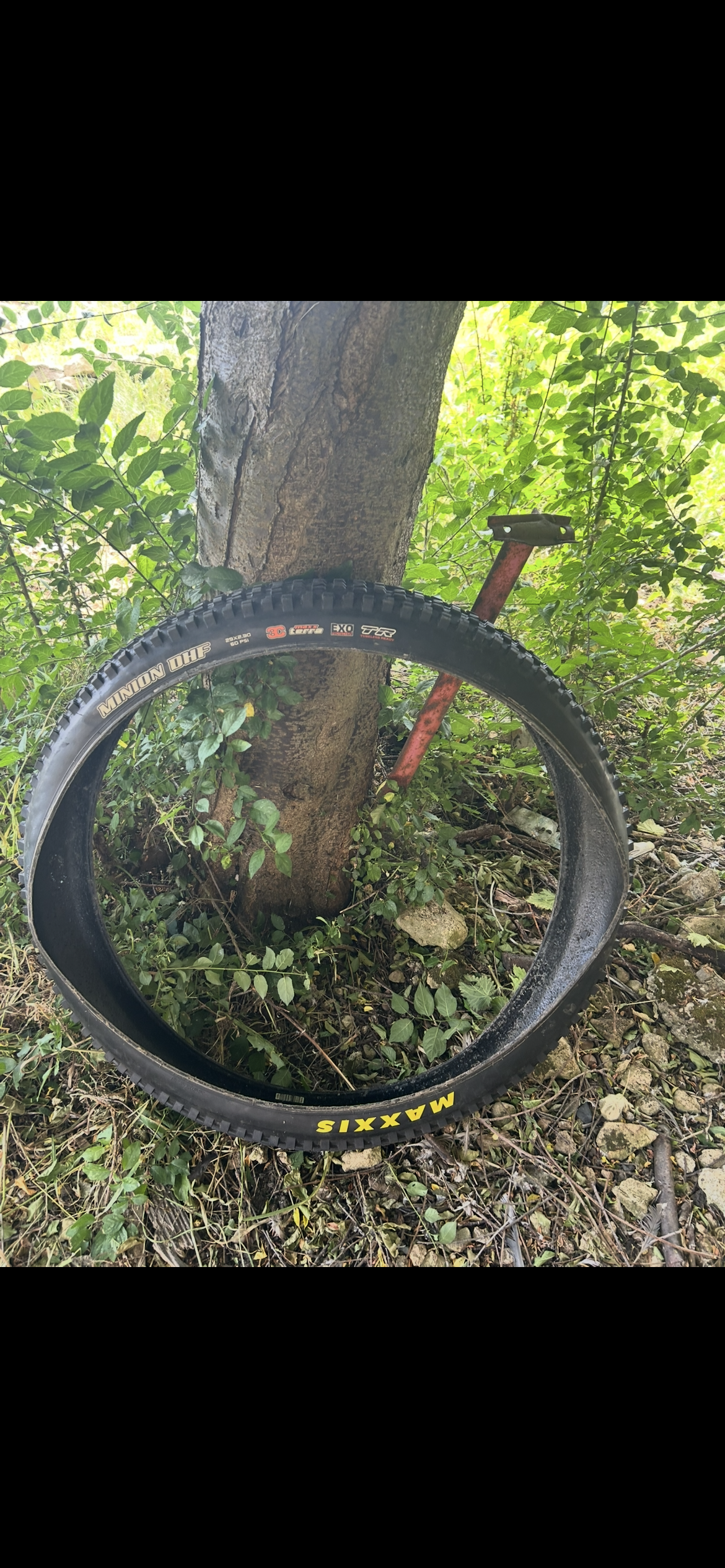 Maxxis minion