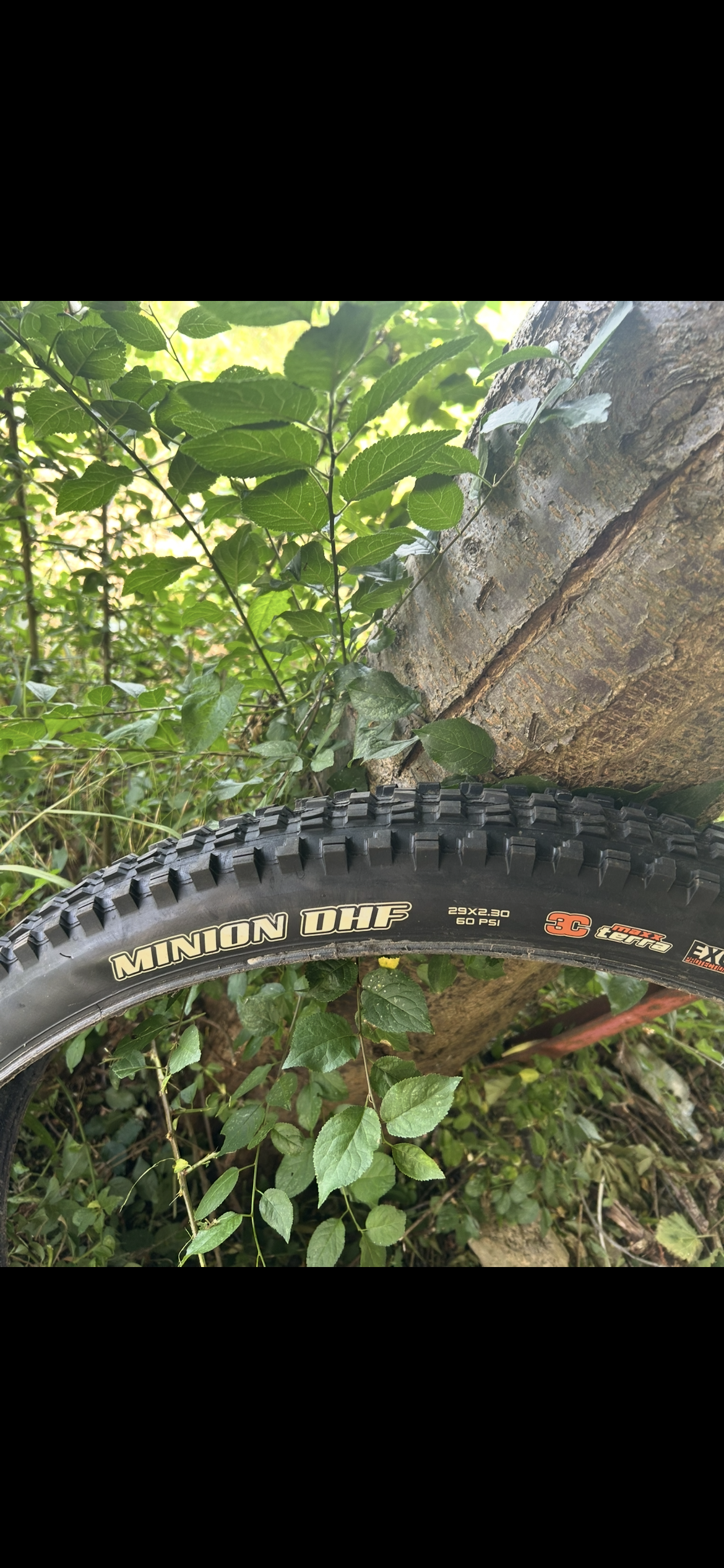 Maxxis minion